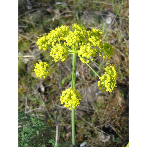 Lomatium sp.
