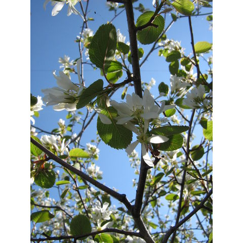 Amelanchier alnifolia