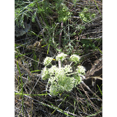 Lomatium sp.