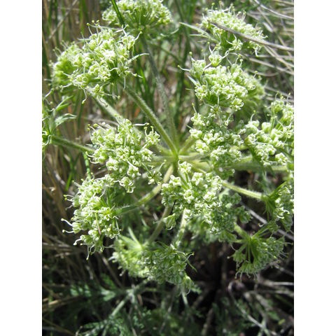 Lomatium sp.