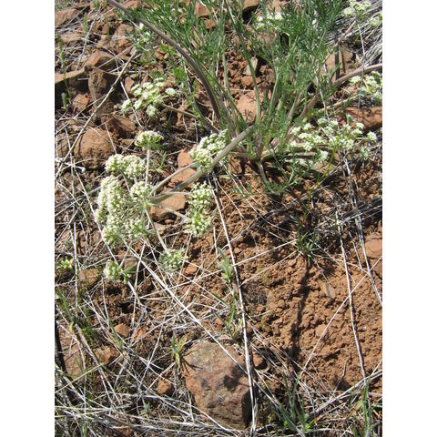 Lomatium sp.