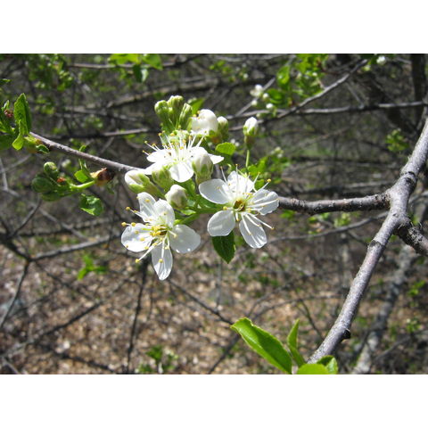 Prunus avium
