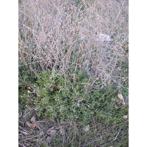 Jacques Spur (Lapwai) #1