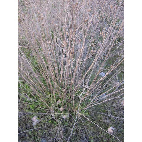 Jacques Spur (Lapwai) #2