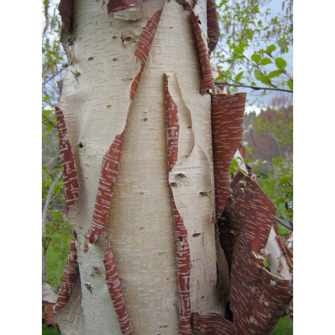 Betula chinensis