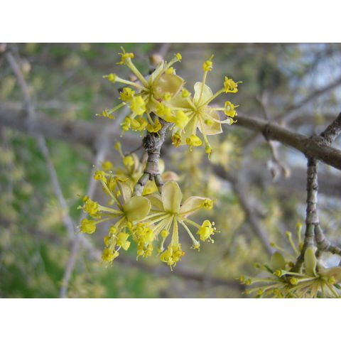 Cornus mas