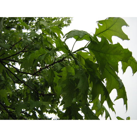 Lewiston, 20070502, Quercus rubra