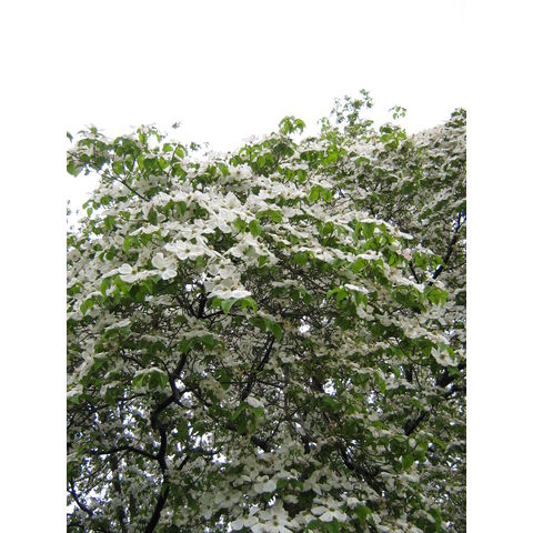 Lewiston, 20070502, Cornus