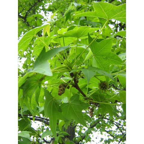 Lewiston, 20070502, Liquidambar