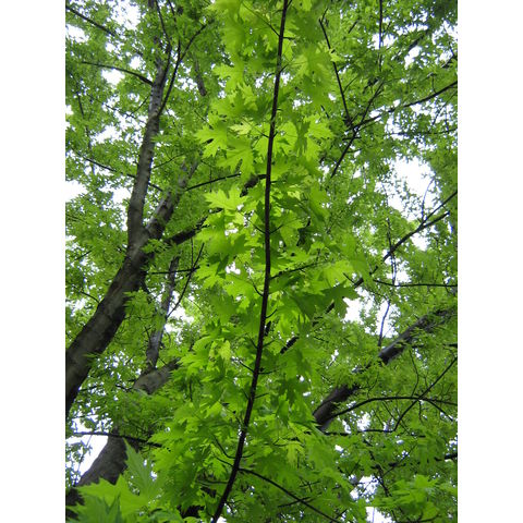 Lewiston, 20070502, Acer saccarum