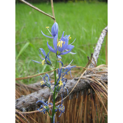 Camassia