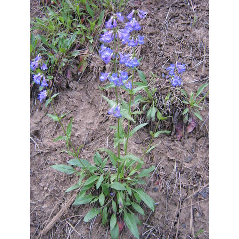 Penstemon sp.
