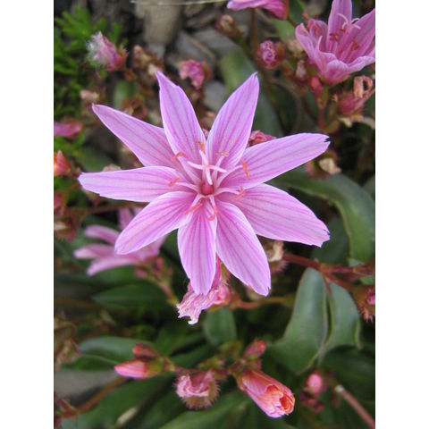 Lewisia longipetala 'Little Plum'