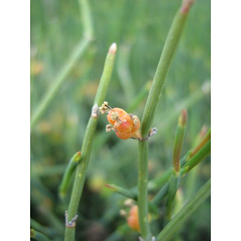 Ephedra sp.