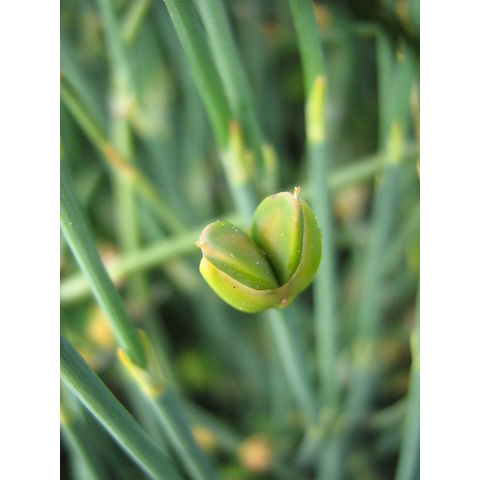 Ephedra sp.