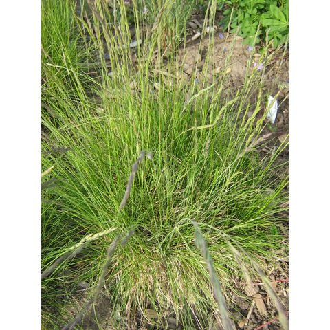 Festuca idahoensis