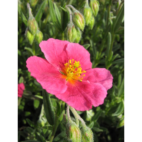 Helianthemum nummularium 'Rose Glory'