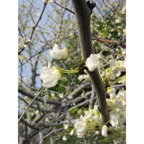 Cercis canadensis 'Alba'