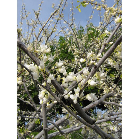 Cercis canadensis 'Alba'