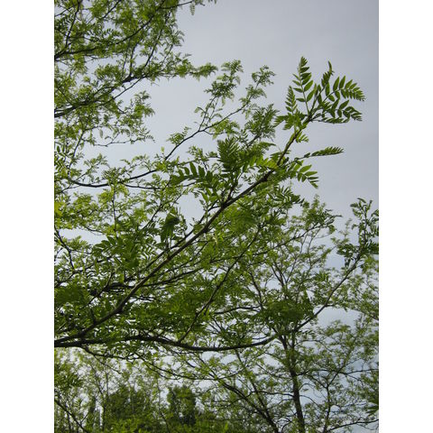 Gleditsia triacanthos 'Christie'