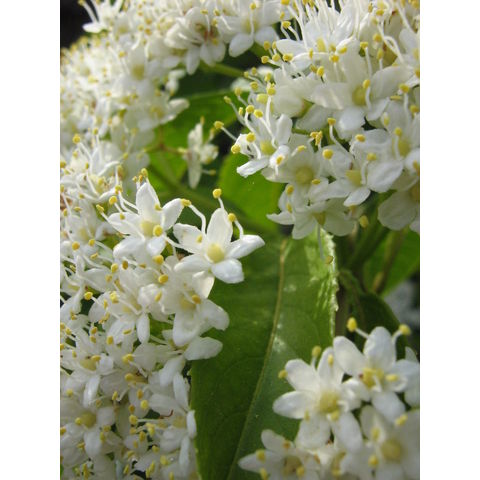 Viburnum lentago
