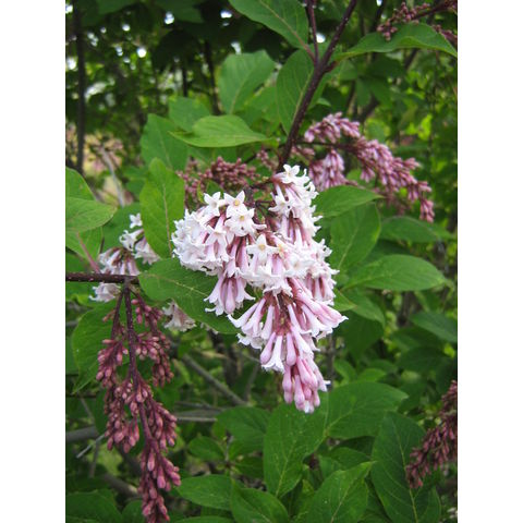 Syringa yunnanensis