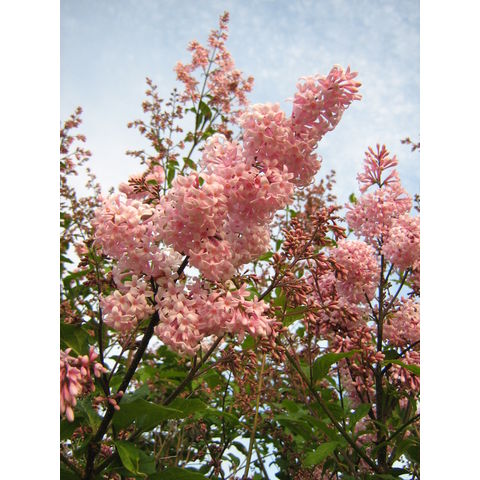 Syringa x swegiflexa