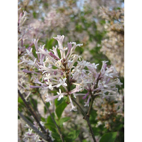 Syringa pubescens ssp. patula