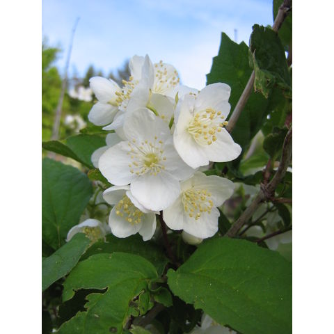 Philadelphus pekinensis