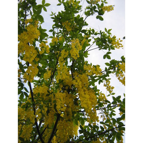 Laburnum x watereri 'Vossii'