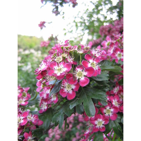 Crataegus laevigata 'Crimson Cloud'