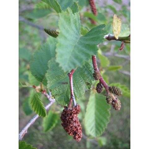 Alnus incana ssp. tenuifolia