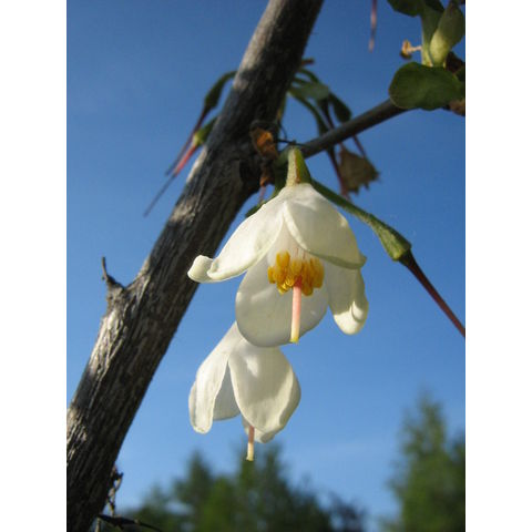 Halesia carolina
