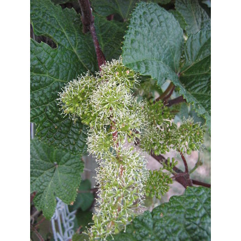 Vitis amurensis
