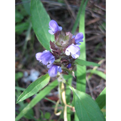 Prunella vulgaris
