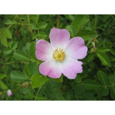 Rosa sp.

