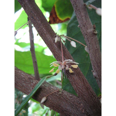 Theobroma cacao