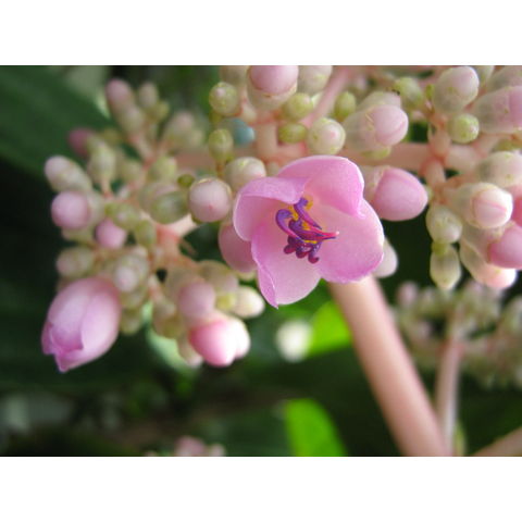 Medinilla sp.