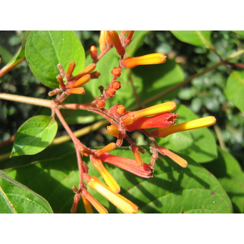 Hamelia cuprea (Rubiaceae)