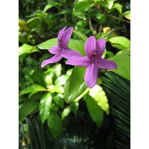 Mussaenda erythrophyla (Rubiaceae)