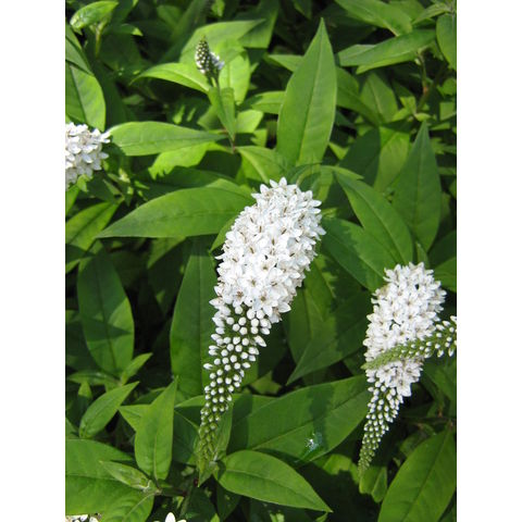 Lysimachia clethroides