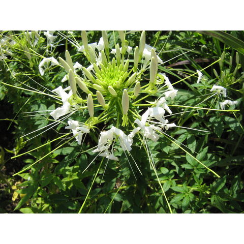 Cleome hassleriana