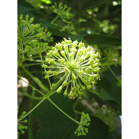 Kalopanax septimlobus