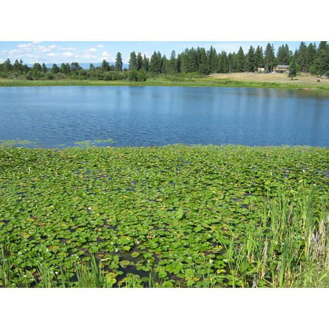 Stampede Lake (801), flowers not fragrant