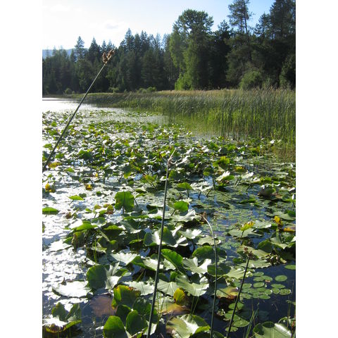 Walsh Lake: Nuphar polysepalum: Walsh Lake