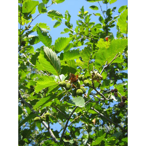 Alnus viridis