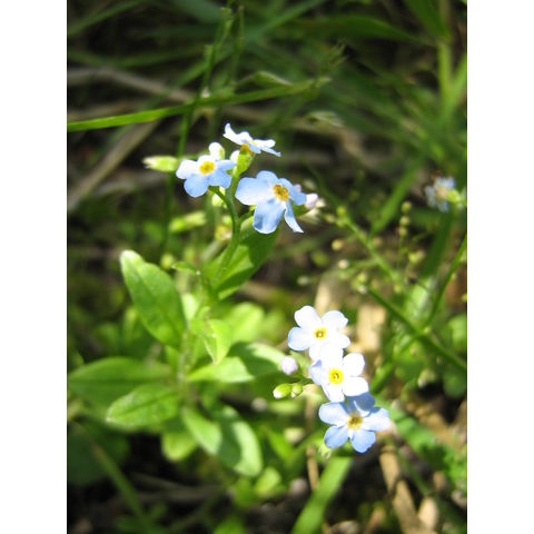 Myosotis sp.