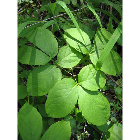 Aralia nudicaulis