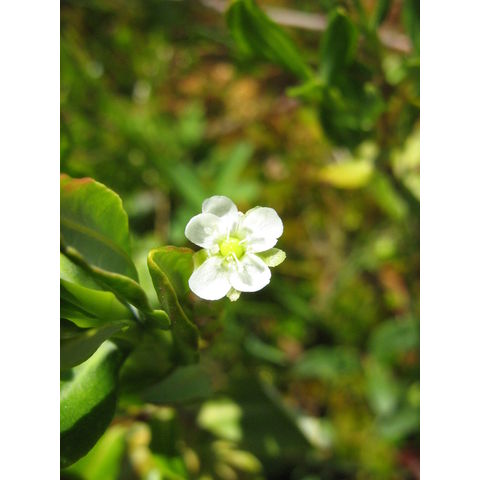 Drosera rotundifolia flower