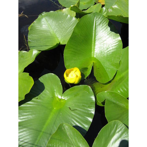 Nuphar sp.